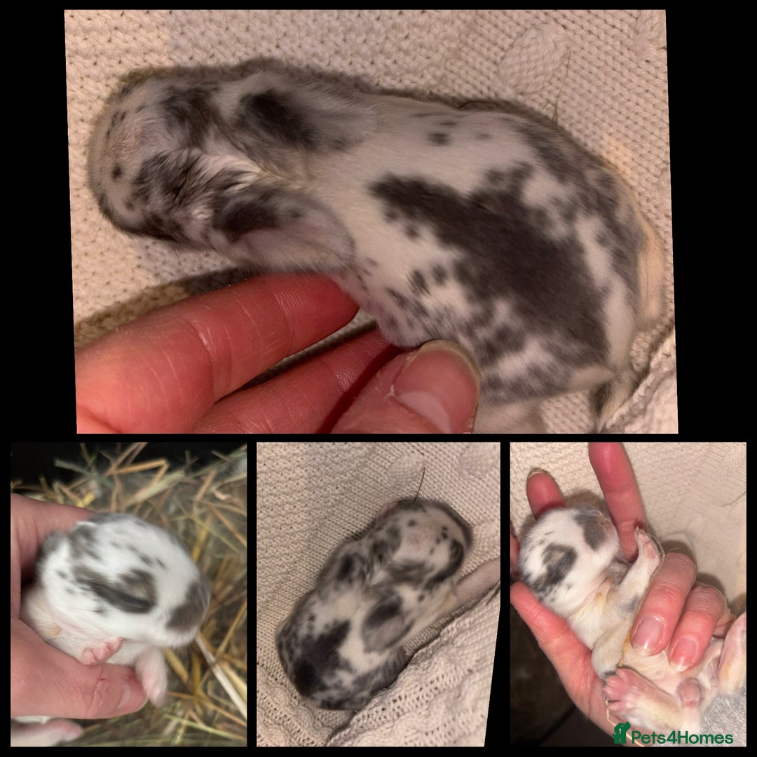 Mini Lop rabbits for sale: Mini Lop Butterfly new born bunnies  - Advert 11