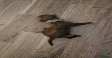 Cockapoo dogs - Advert 1