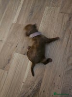 Cockapoo dogs - Advert 1