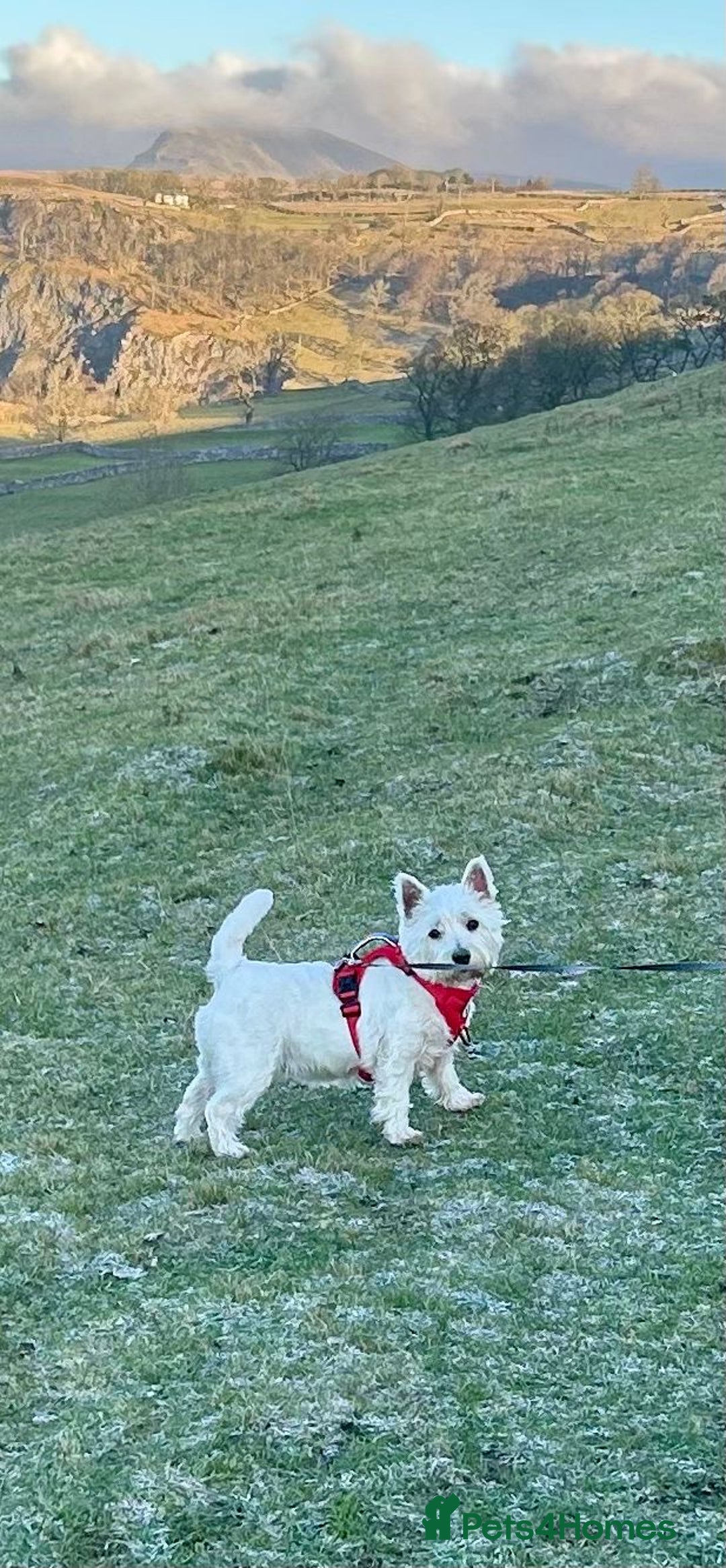 Mixed Breed dogs for sale: Westiepoo pups x2 - Advert 4