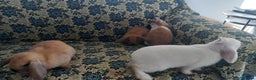 Mini Lop rabbits for sale: 4 Beautiful Mini Baby Lops  - Advert 7