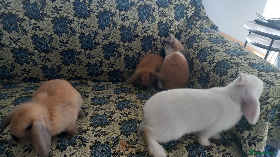Mini Lop rabbits for sale: 4 Beautiful Mini Baby Lops  - Advert 7