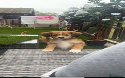Mixed Breed dogs for sale:  Cockerainan   - Image 1