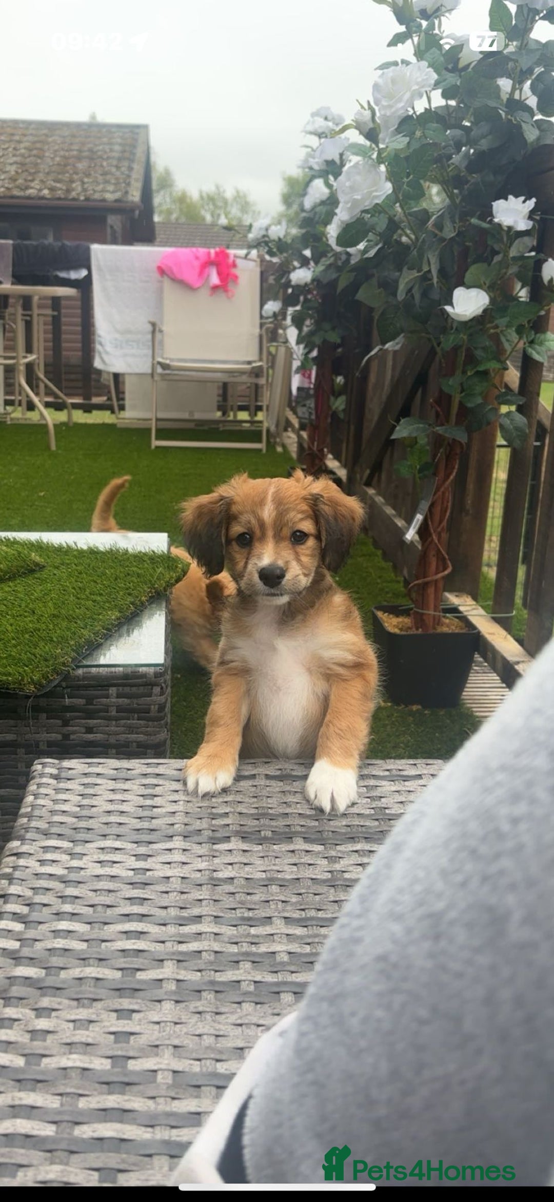 Mixed Breed dogs for sale:  Cockerainan   - Image 1