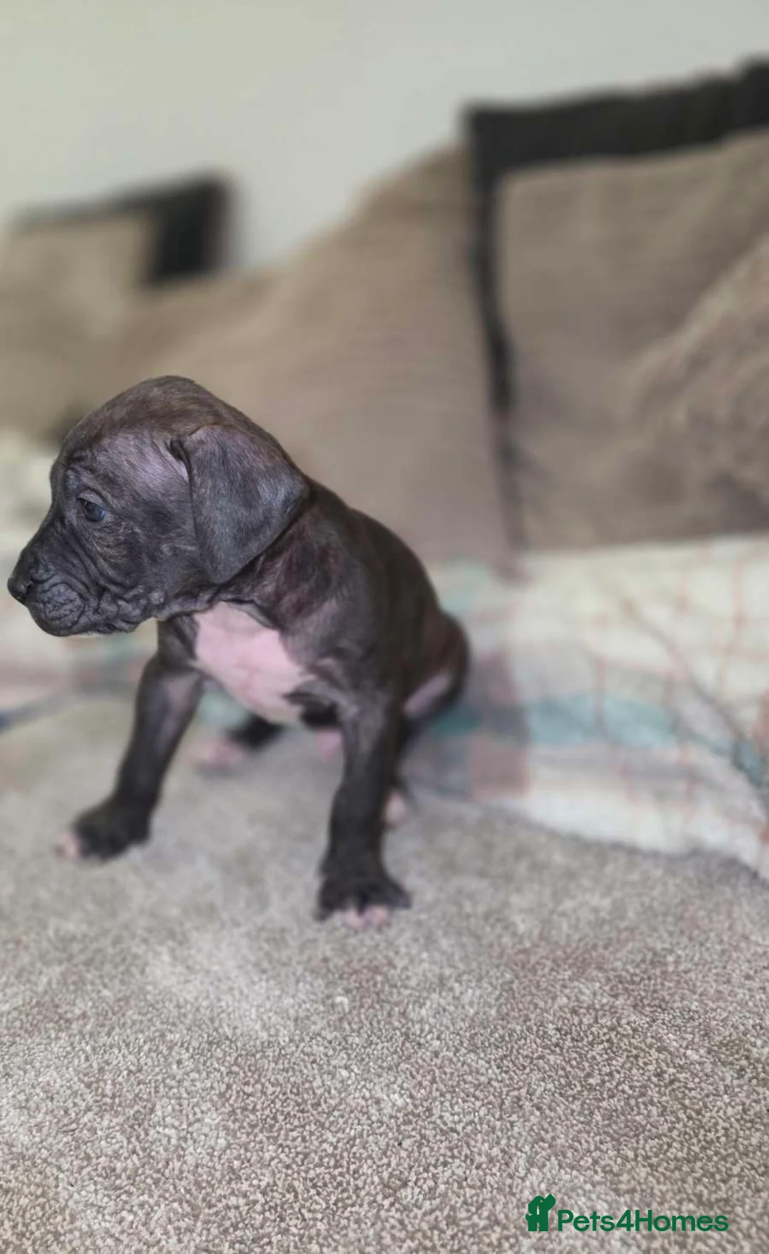 Presa Canario dogs for sale: Dual Purpose Presa Canario Puppies for Homing - Advert 18