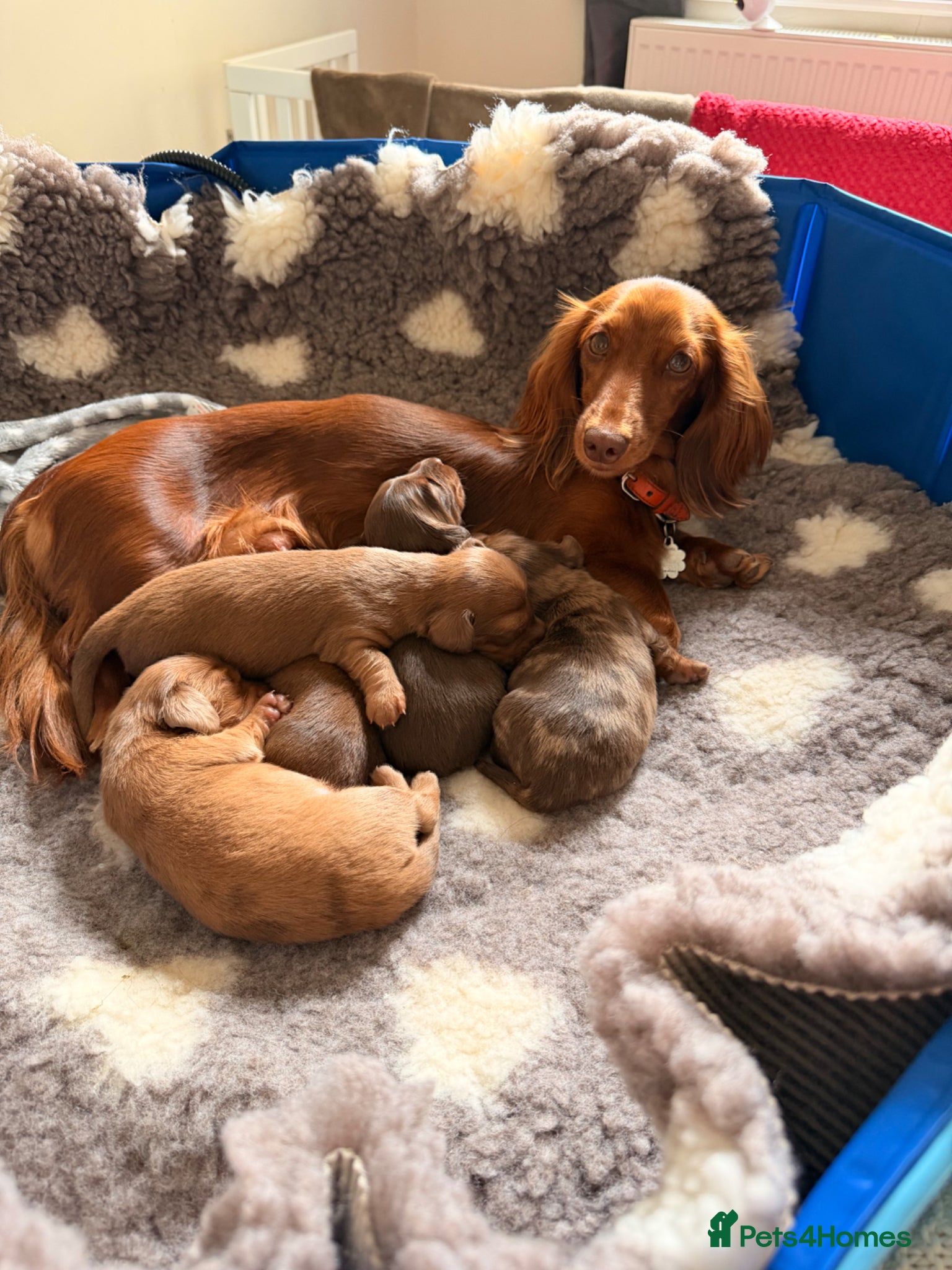 Miniature Dachshund dogs for sale: KC Registered- Long haired Mini Dachshund  in London - Advert 9