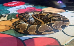 Python Snake reptiles for sale: Selection of Royals for sale - Image 5