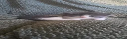 Mixed Breed cats for sale: Kittens - Advert 16
