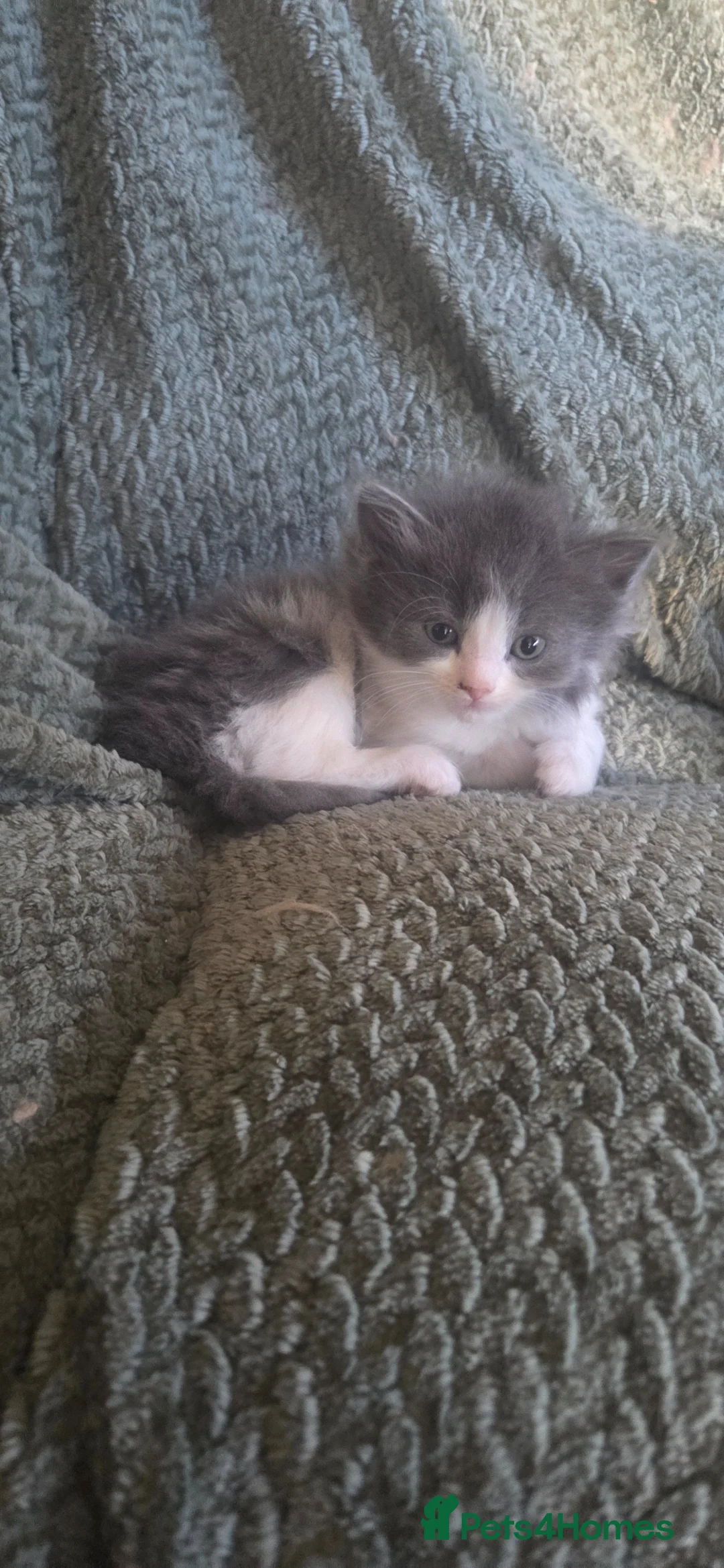 Mixed Breed cats for sale: Kittens - Advert 16