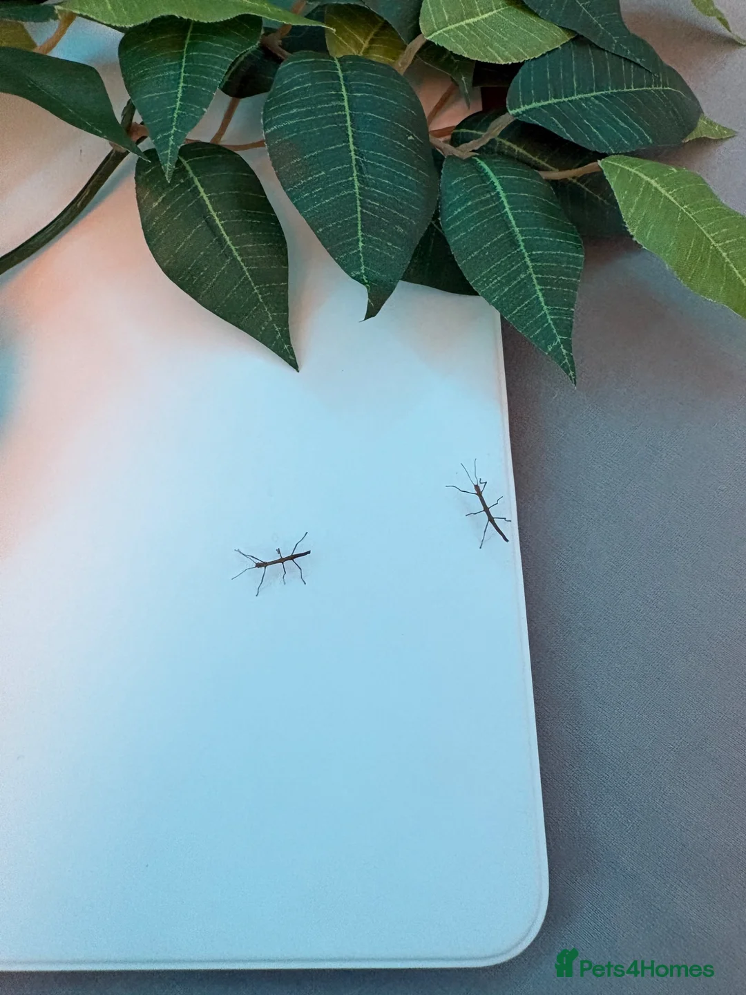 Stick Insects invertebrates for sale: Baby Indian stick insects 🐜 - Advert 2