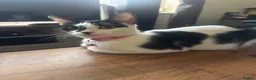 Domestic Shorthair cats for sale: 4 kittens for sale  - Advert 1