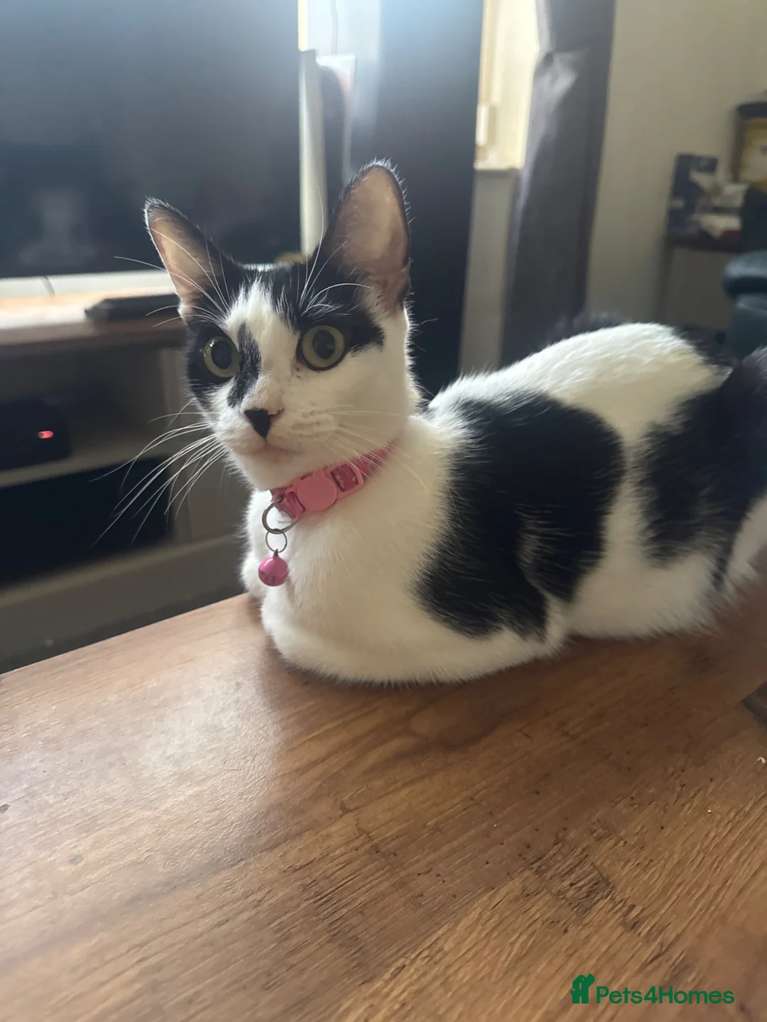 Domestic Shorthair cats for sale: 4 kittens for sale  - Advert 1