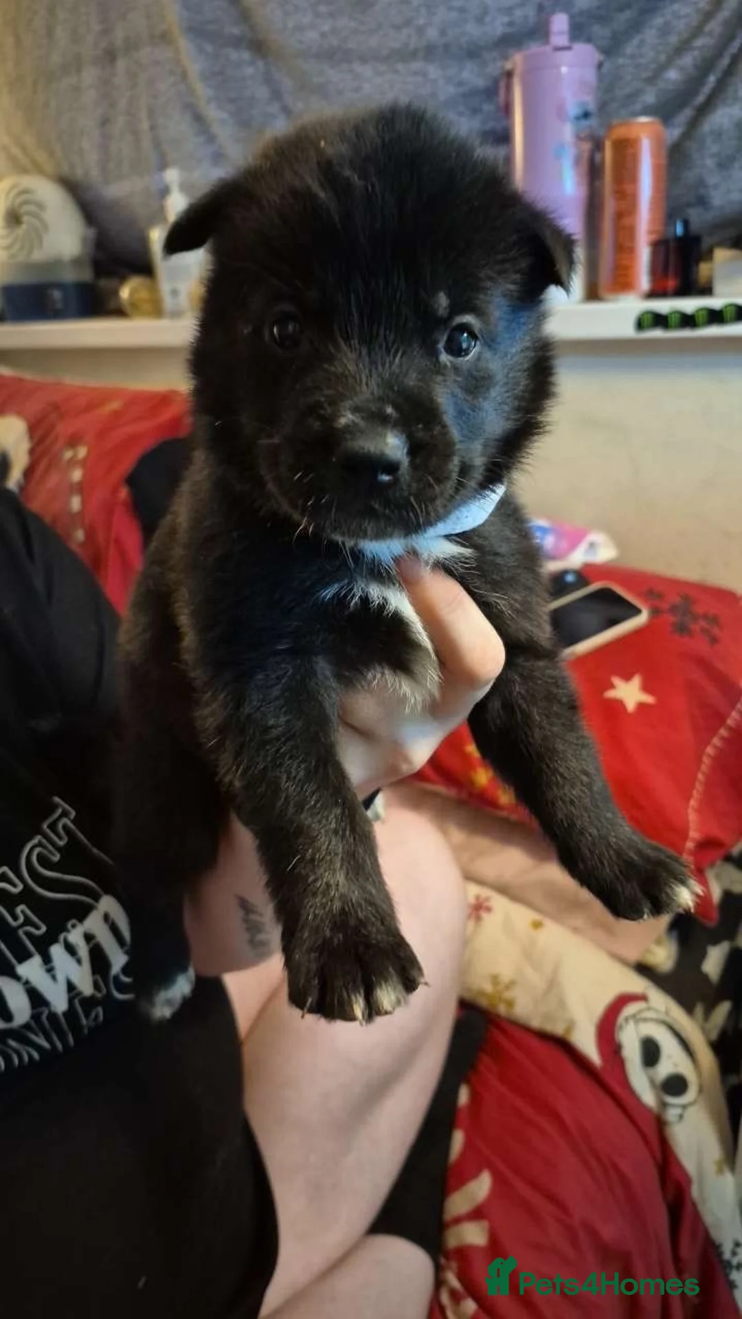Mixed Breed dogs for sale: 7 beautiful Huskita’s for sale😍 - Advert 2