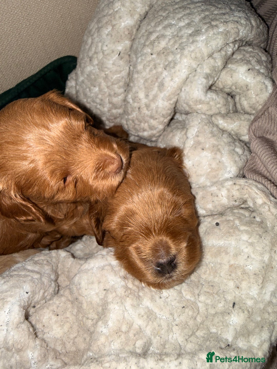 Maltipoo dogs for sale: Rare Red F1B Maltipoo Puppies - Advert 9