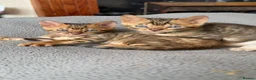 Bengal cats for sale: Pedigree bengal kittens. Payment plans available  - Advert 3