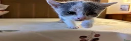 British Shorthair cats for sale: Adorable Kittens Looking for Loving Homes - Advert 17