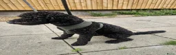 Mixed Breed dogs for sale: Selling our beloved puppy/dog - Advert 2