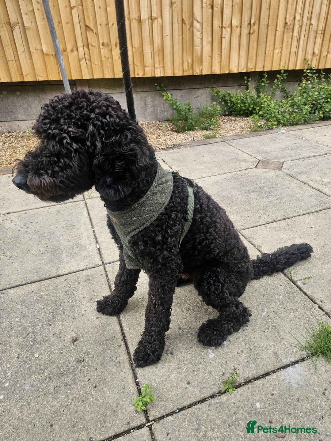 Mixed Breed dogs for sale: Selling our beloved puppy/dog - Advert 2