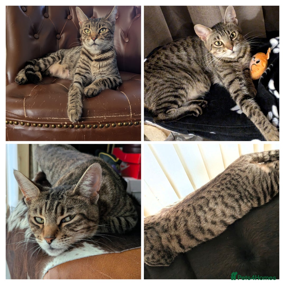 Bengal cats for sale: Spotted Bengal kittens ready now - Advert 2