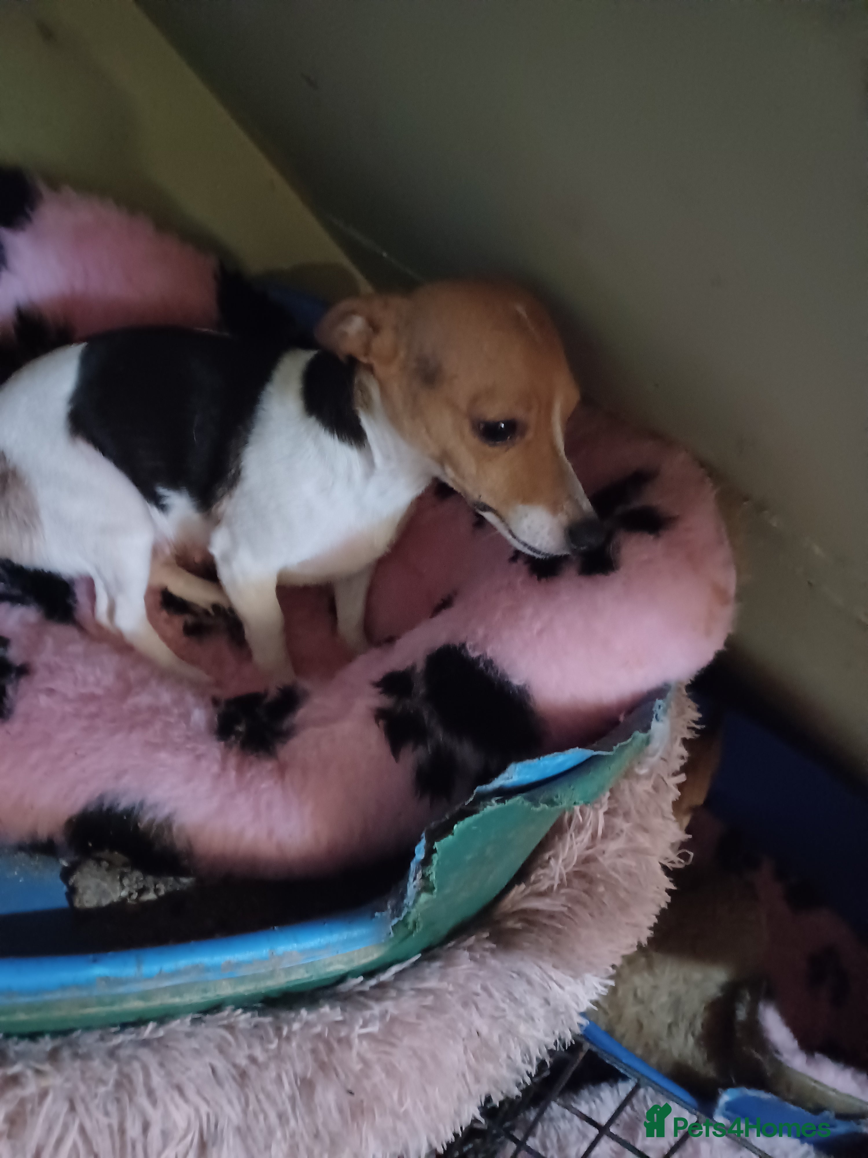 Jack Russell dogs Jack russell puppies for sale  - Advert 1