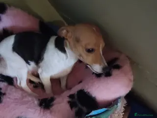 Jack Russell dogs Jack russell puppies for sale - Advert 1