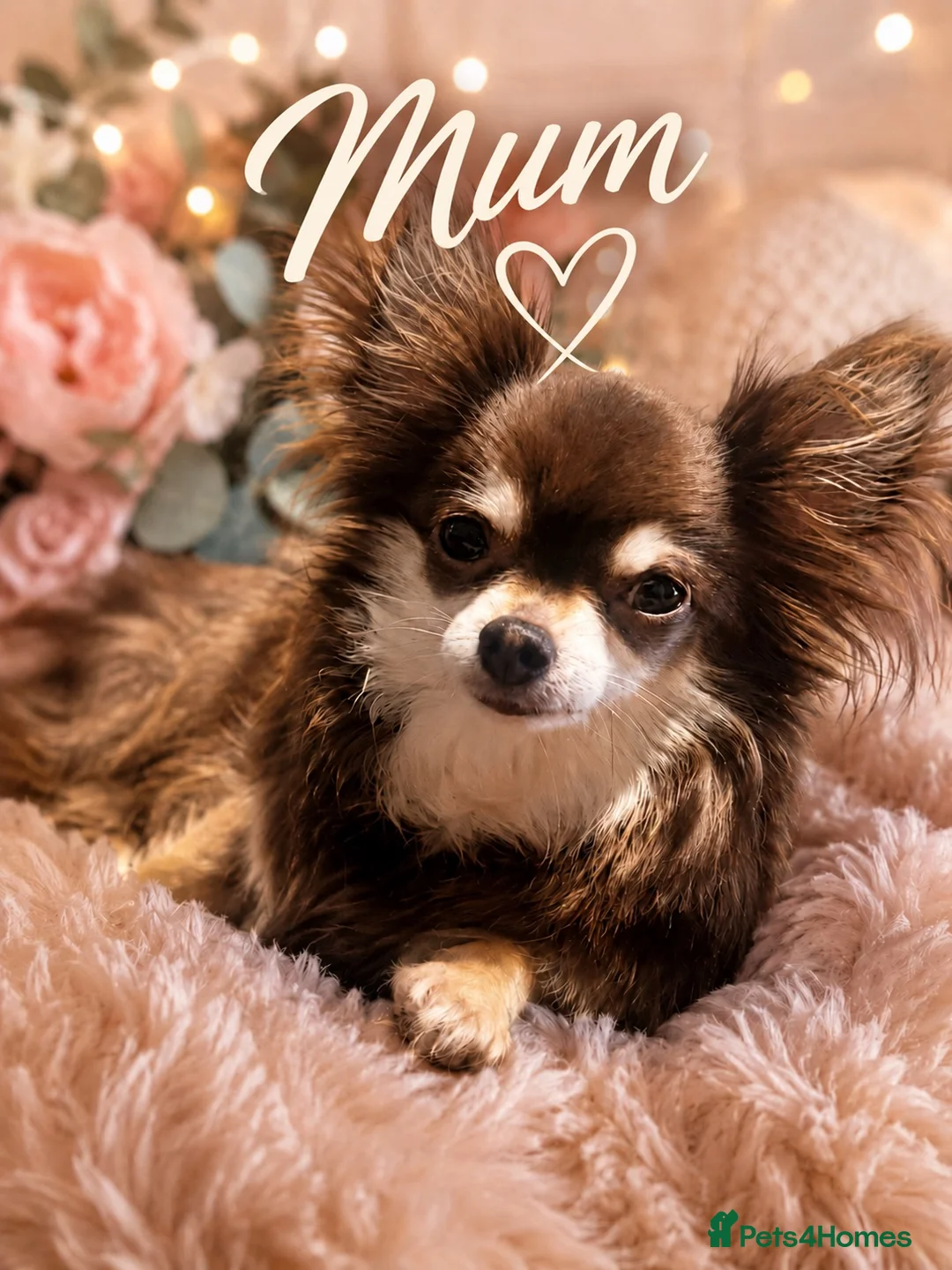 Chihuahua dogs for sale: Long haired white chihuahua puppies  in Cardiff - Advert 2