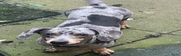 Dachshund dogs for sale: Daschund - Advert 2