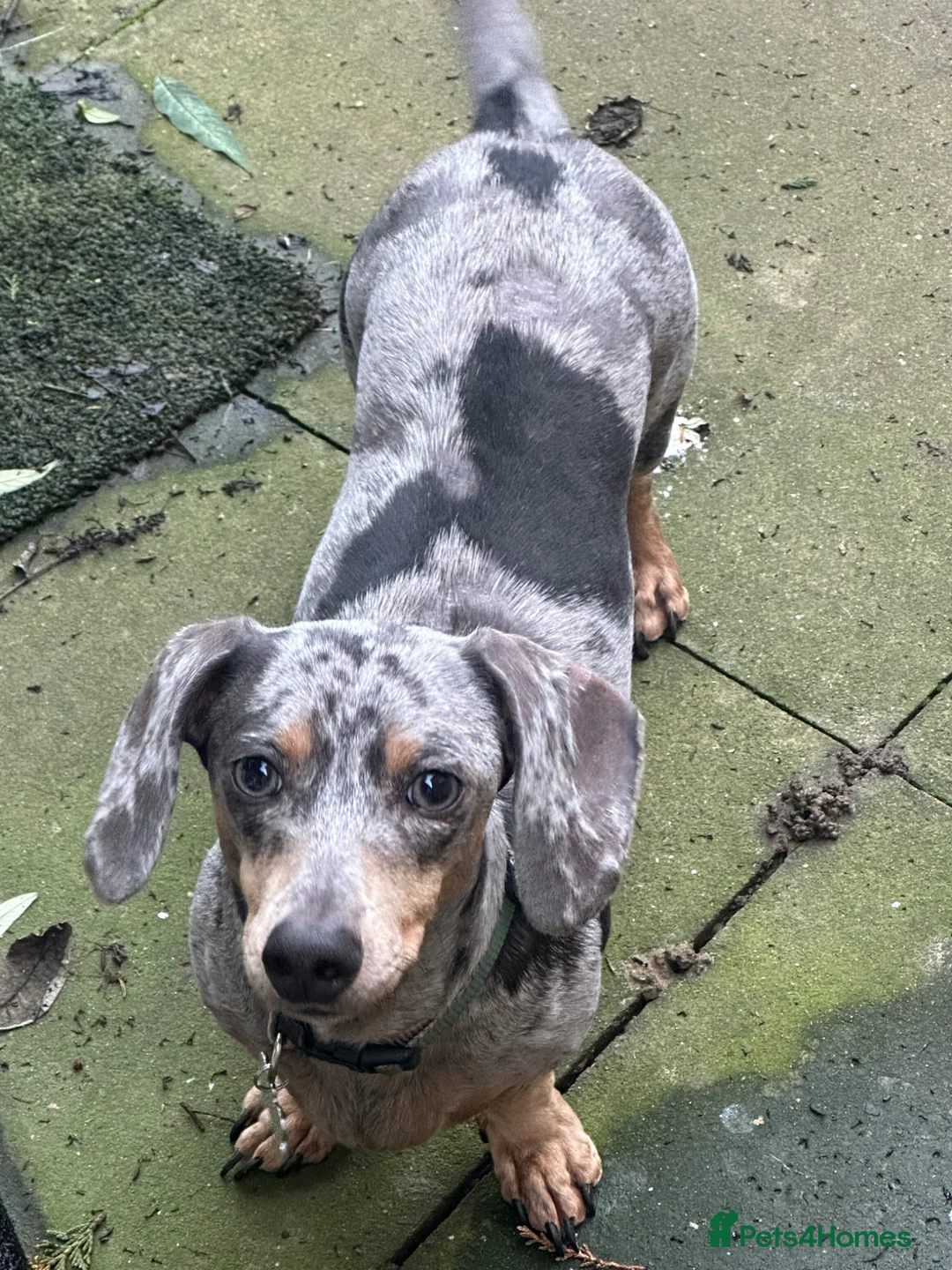 Dachshund dogs for sale: Daschund - Advert 2