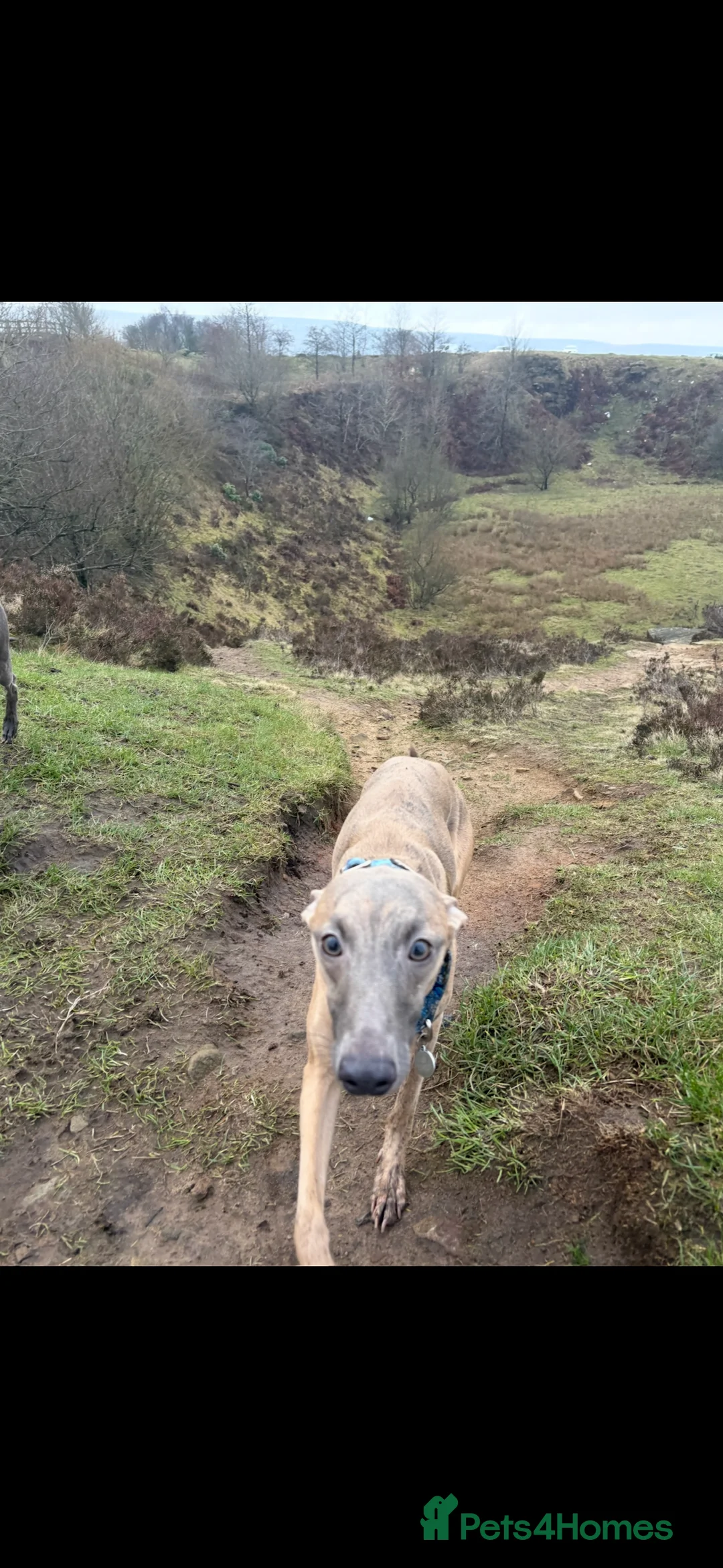 Whippet dogs for sale: Male KC reg whippet - Advert 5