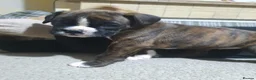 Boxer dogs for sale: Beautiful Boxer Puppies - Advert 5