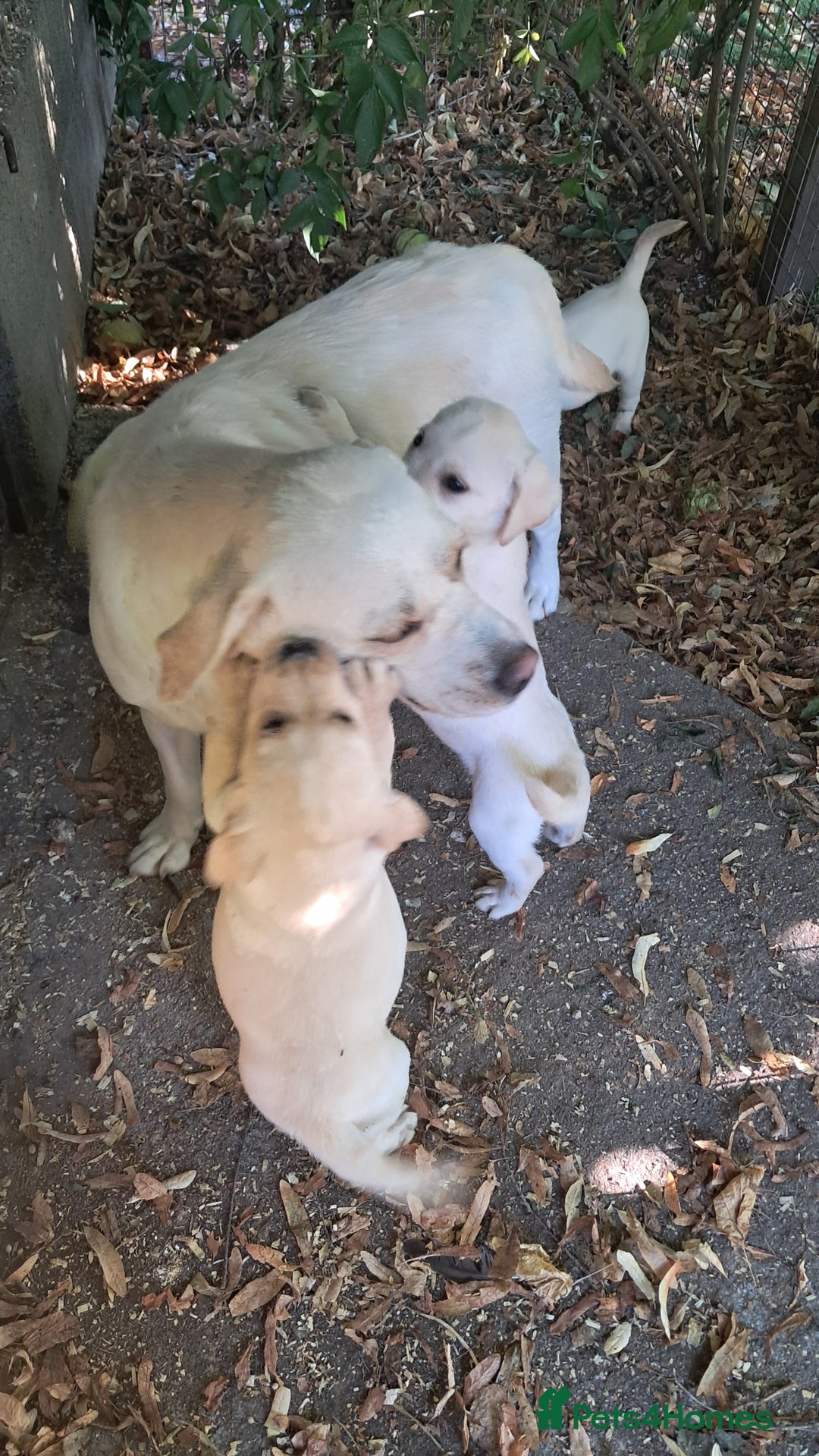 Labrador Retriever dogs for sale: Robust, sensible, yellow KC Labrador Pups - Image 1