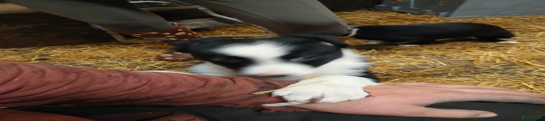 Border Collie Puppy 2