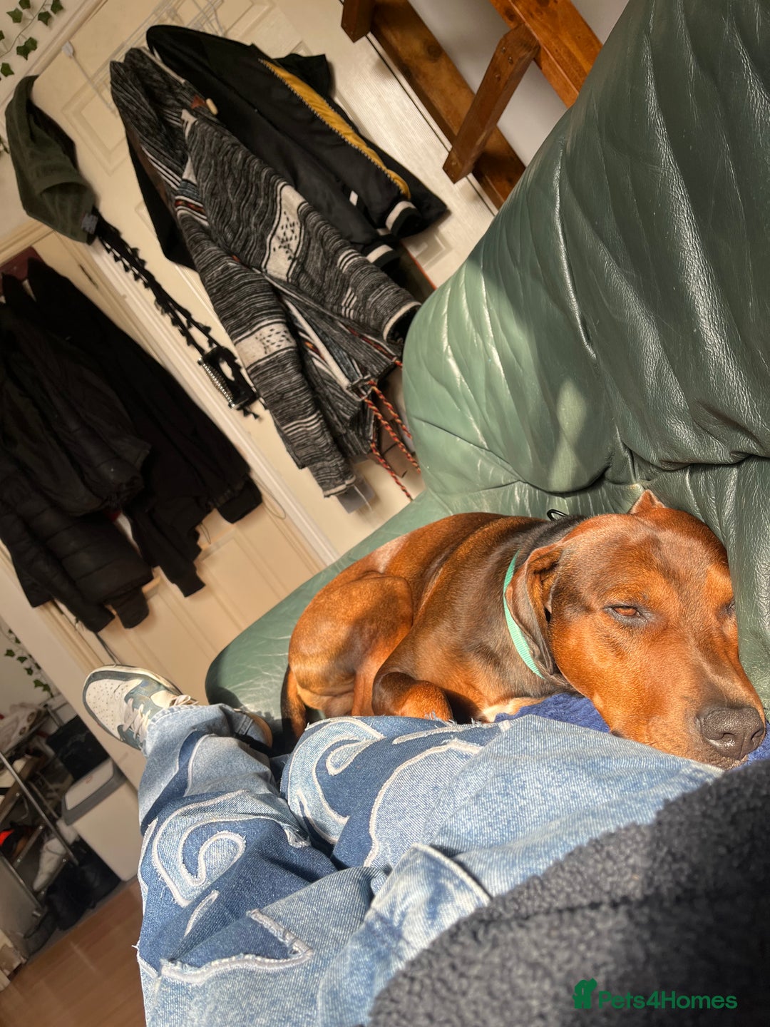 Staffordshire Bull Terrier dogs for sale: Thierry  - Advert 3