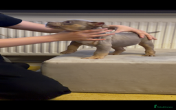 American Bully dogs for sale: 💥 Pocket bully puppies 💥 - Image 7