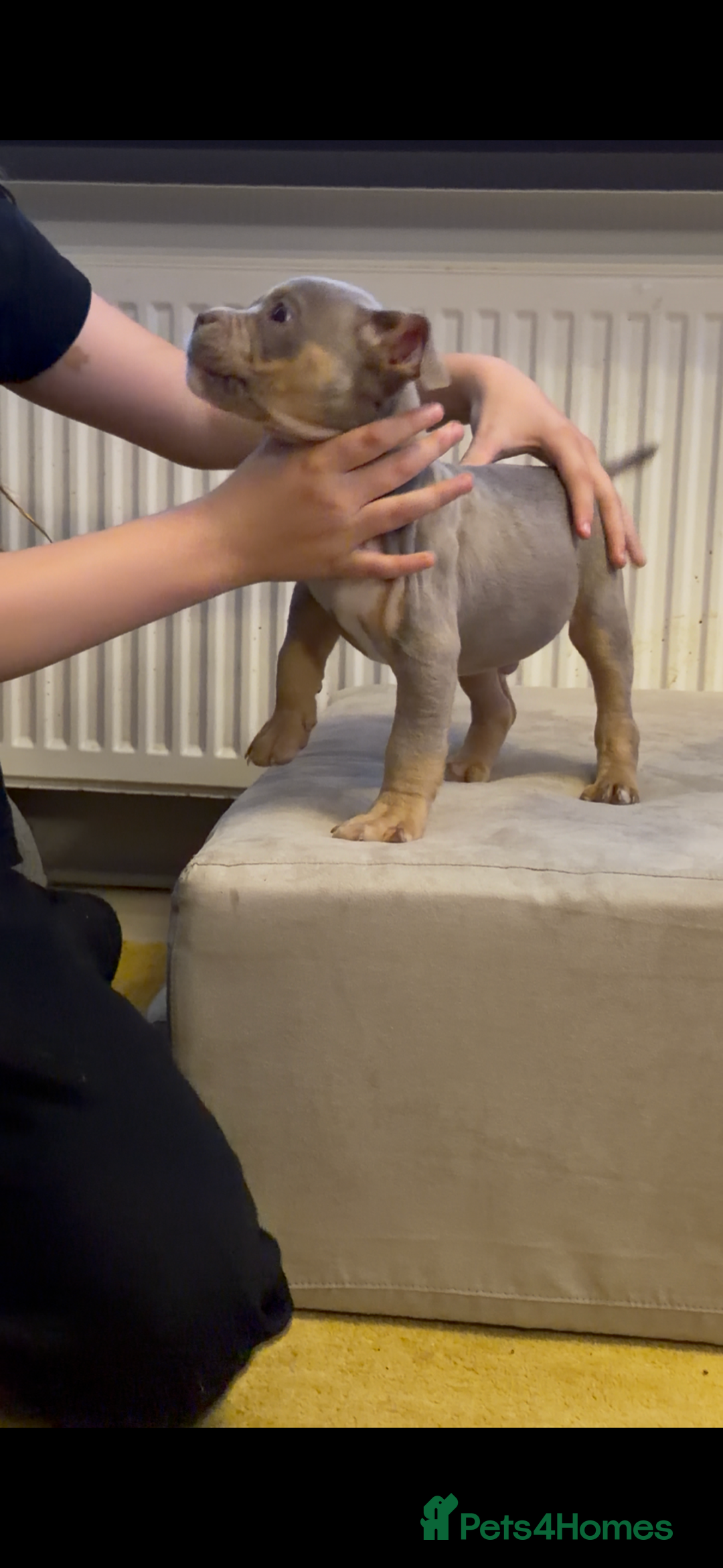 American Bully dogs for sale: 💥 Pocket bully puppies 💥 - Image 7