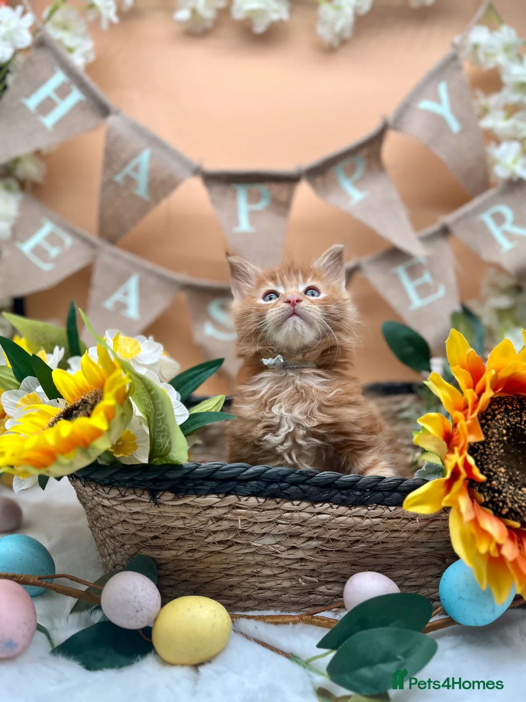 Maine Coon cats for sale: Beautiful Tica Maine Coon kittens - Advert 2