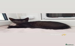 Domestic Shorthair cats for sale: KITTENS  - Image 8