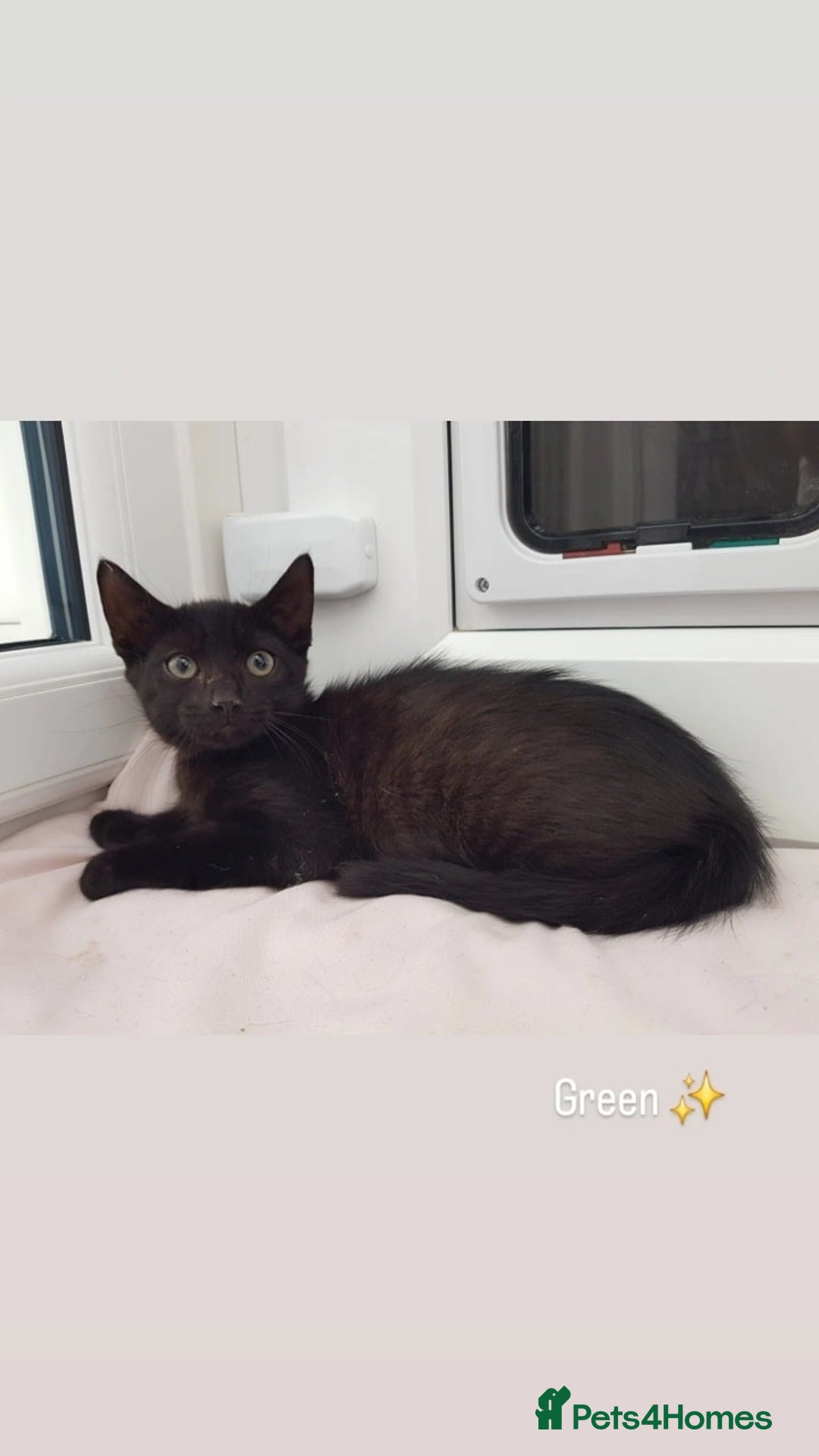 Domestic Shorthair cats for sale: KITTENS  - Image 8