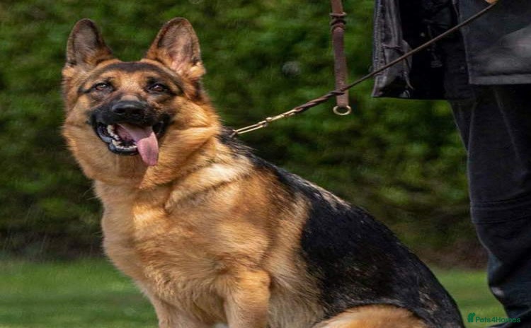 German Shepherd dogs - Advert 1