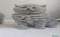 British Shorthair cats for sale: Show Quality Champions British Shorthair GCCF - Image 14