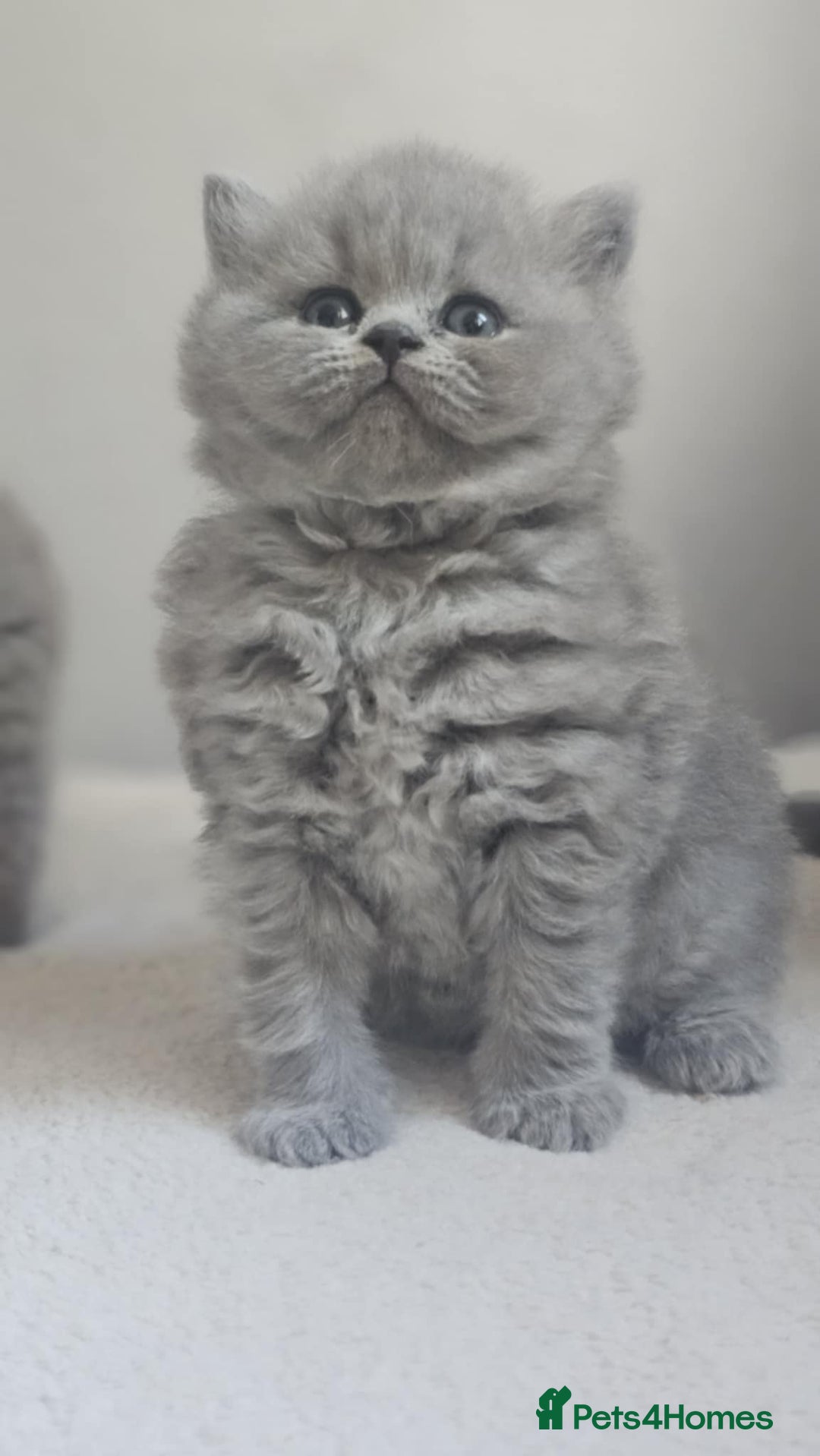 British Shorthair cats for sale: Show Quality Champions British Shorthair GCCF - Image 14