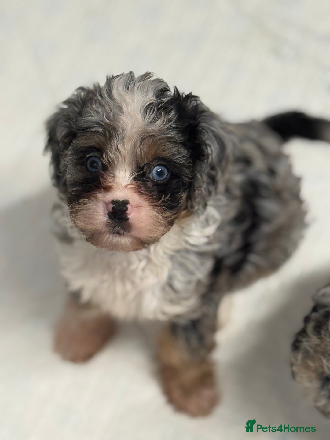 Cavapoo dogs for sale: Cavapoo puppies f1  - Advert 15