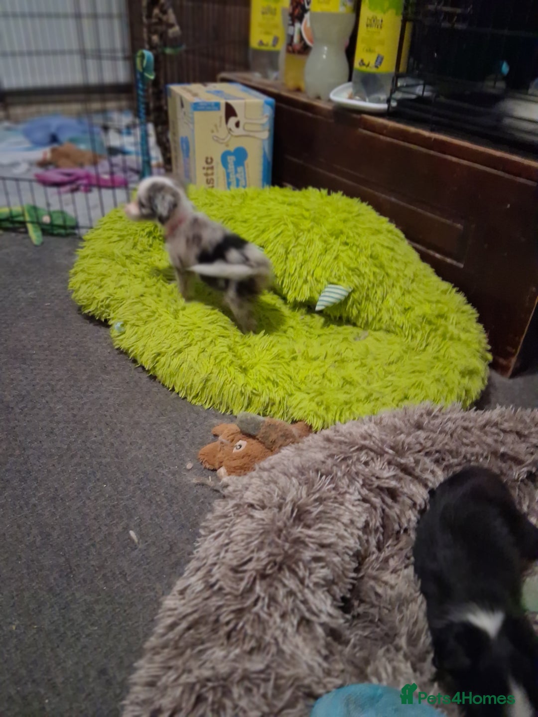 Mixed Breed dogs for sale: Papillon x collie - Image 17