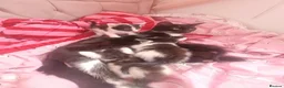 Mixed Breed cats for sale: 5beautiful kittens ready for their new loving home - Advert 2