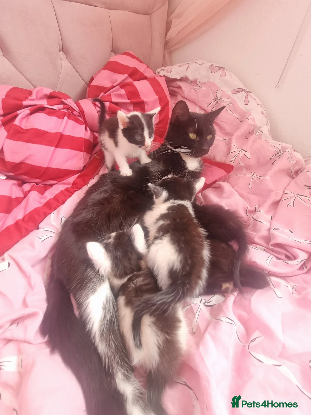Mixed Breed cats for sale: 5beautiful kittens ready for their new loving home - Advert 2