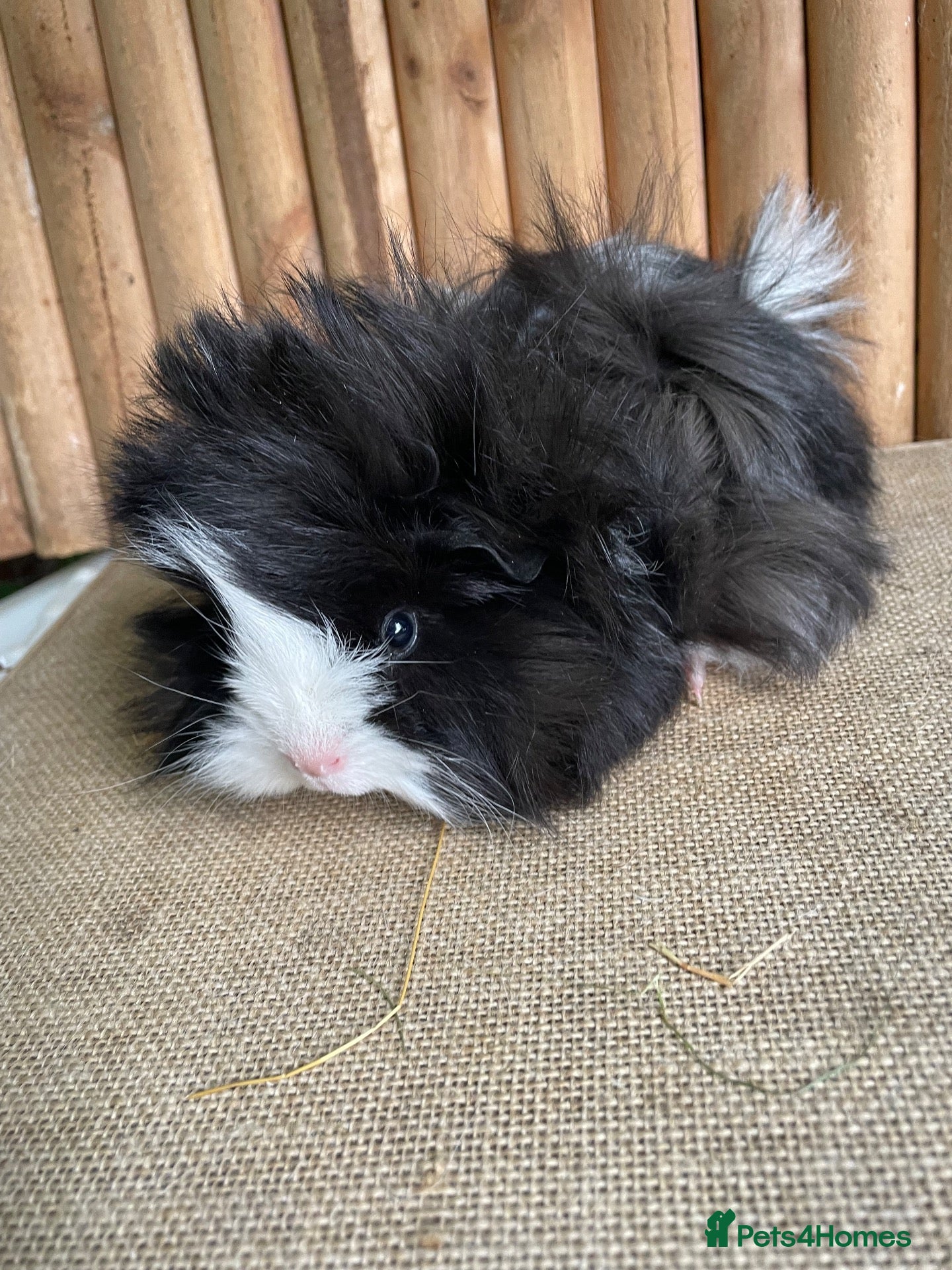Guinea Pig rodents Friendly baby girl - Advert 2