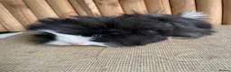 Guinea Pig rodents for sale: Friendly baby girl - Advert 1