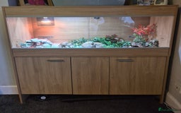 Leopard Gecko reptiles for sale: Leopard gecko Milo  - Image 5