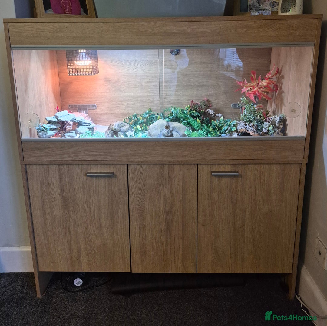Leopard Gecko reptiles for sale: Leopard gecko Milo  - Image 5