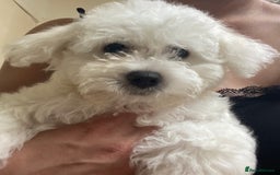 Maltese dogs for sale: Purebred Maltese Puppies  - Image 5